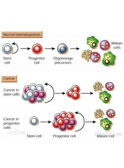 未來已來！干細(xì)胞療法在老年疾病治療方面的潛力正在逐步顯現(xiàn)！